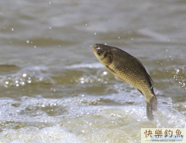 手竿野钓鲫鱼的攻略秘籍(图1)