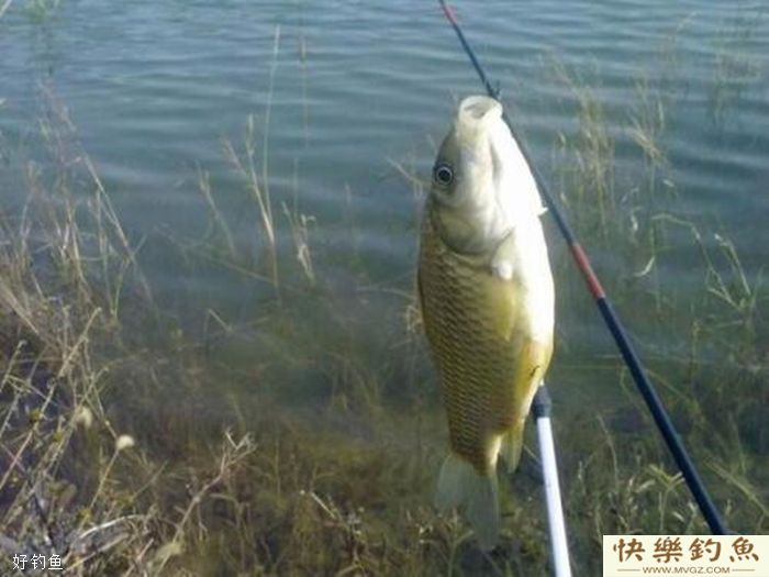 传统钓之冬季打窝的要点(图2)