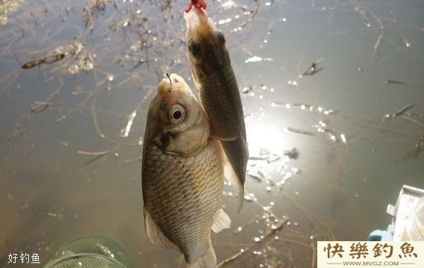 冬季不同天气钓鲫鱼的技巧(图1)