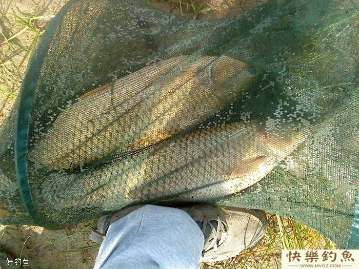 冬季鱼口太轻怎么办？三大绝招助你轻松应对轻口鱼(图4)