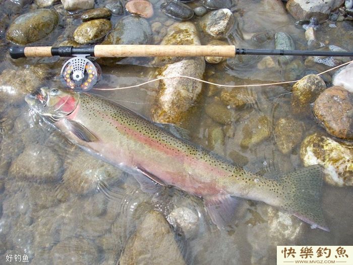 冬天钓鲫鱼，钓鱼人需要注意这四点(图1)