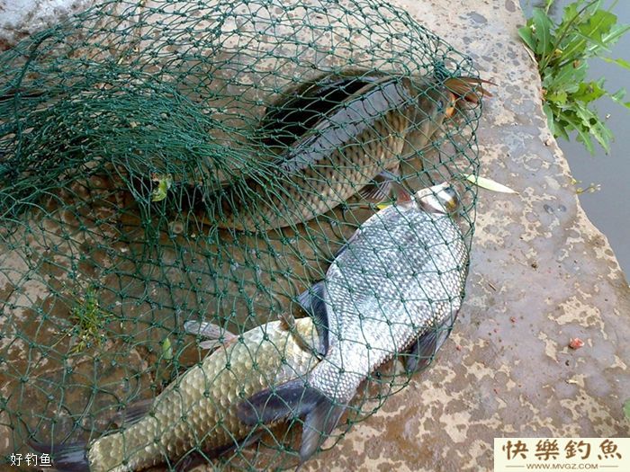 立冬后还未结冰鱼儿藏深水，如何钓到大鲫鱼(图3)