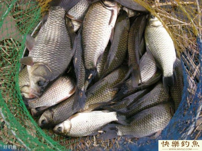 冬天垂钓鲫鱼这几个细节决定成败(图1)