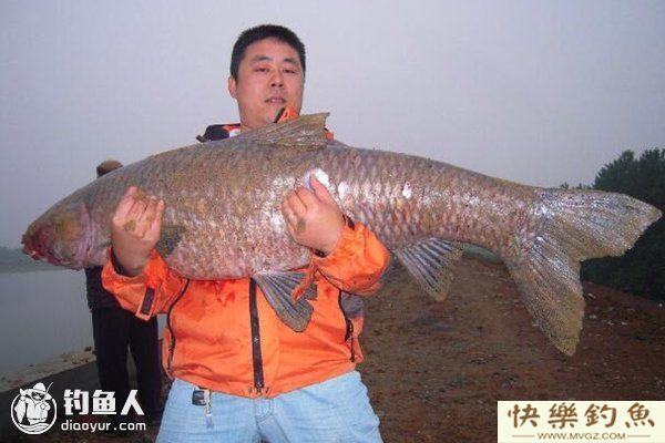 水库钓青鱼的漂讯反应和提竿技巧(图1)
