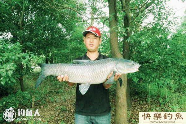 初夏钓青鱼的五个实用技巧(图1)