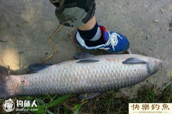青鱼的生活习性及选点、用饵技巧(图1)