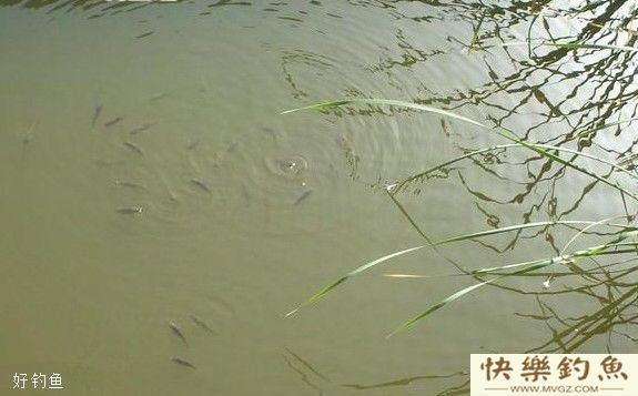 7种对象鱼的鱼星辨别技巧(图1)