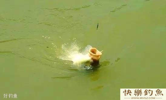 7种对象鱼的鱼星辨别技巧(图2)