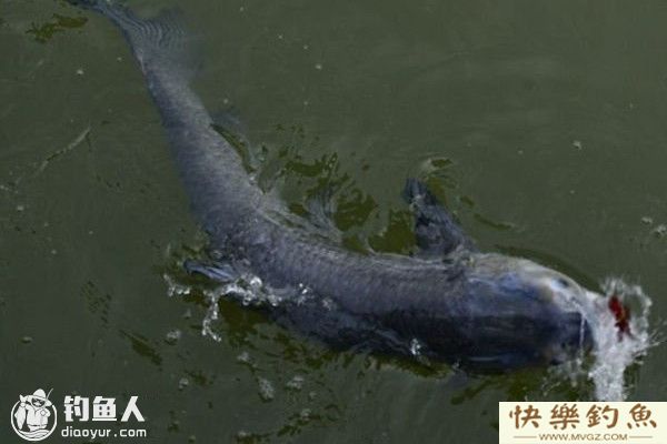 秋季水库手竿钓青鱼的技巧分析(图1) 秋季水库手竿钓青鱼的技巧分析(图1)