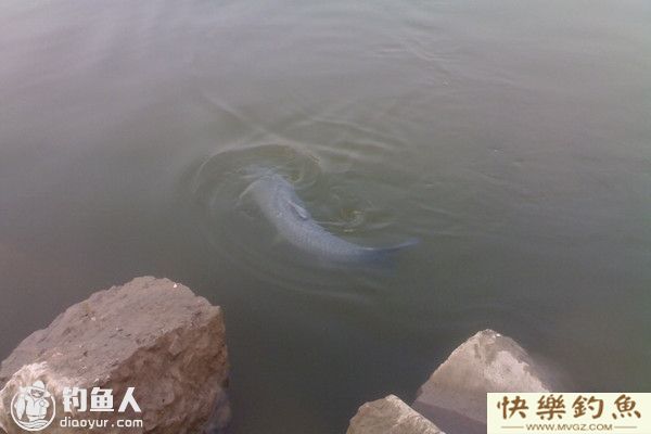 秋钓青鱼的用饵技巧及钓法(图1)