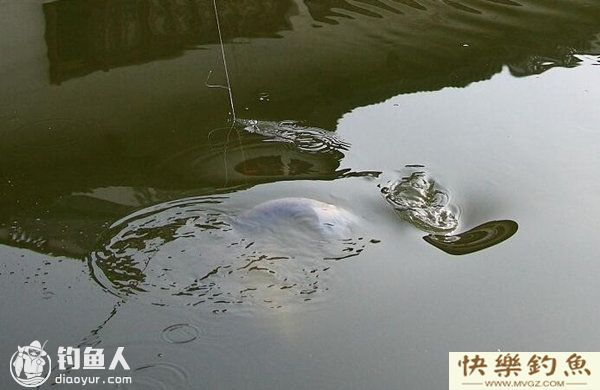 夏季手竿钓青鱼的选位用饵及遛鱼技巧(图1)