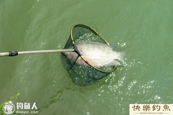 夏钓罗非鱼的选位用饵及垂钓要点(图1)