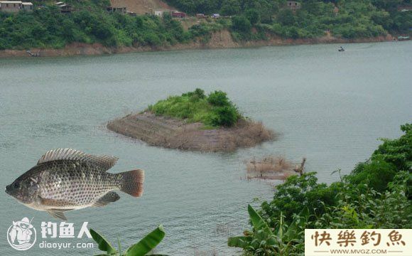 初夏水库夜钓罗非鱼的五个技巧(图1)