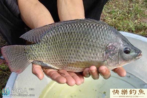 野钓罗非技巧及饵料配方(图1)