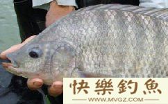 钓到罗非后如何抓鱼才会不扎手?