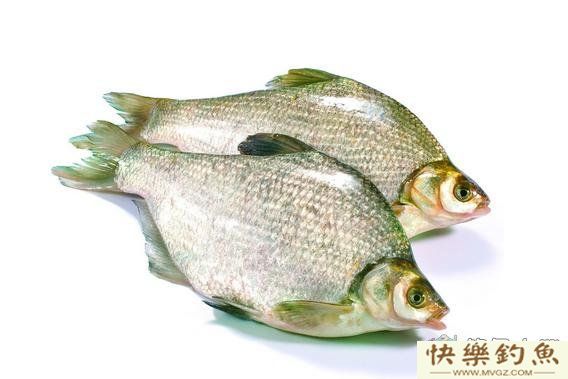 秋季钓鳊鱼的技巧（钓位钓法等）(图1)