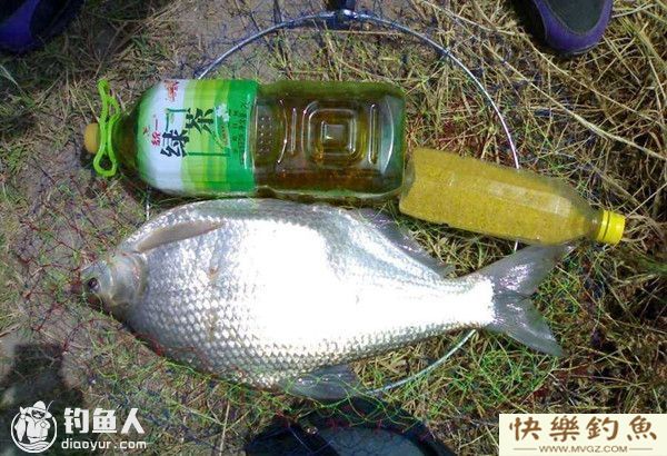 水库钓鳊鱼的选位用饵技巧(图1)