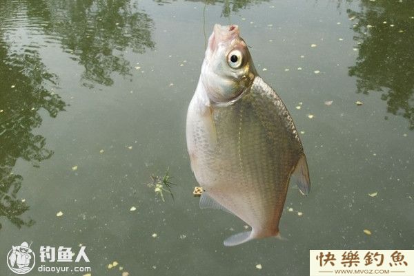 鳊鱼的钓法技巧及钓位选择(图1)