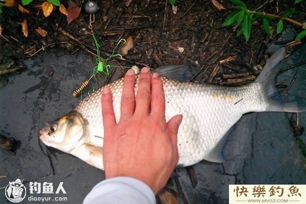 秋天钓鳊鱼的钓具配置用饵技巧及钓法(图1)