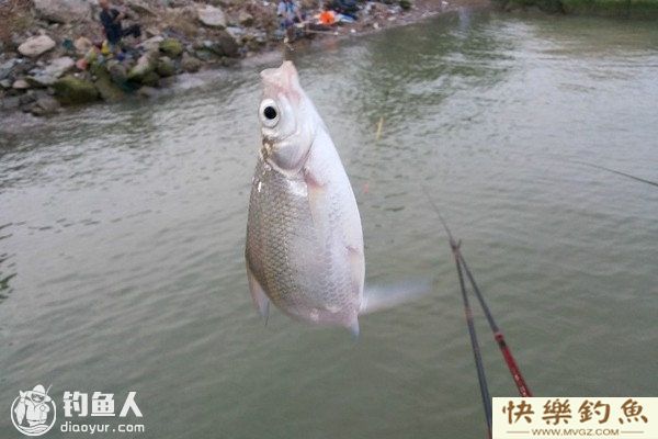 夏季库钓鳊鱼攻略(选位、用饵、钓法)(图1) 夏季库钓鳊鱼攻略(选位、用饵、钓法)(图1)