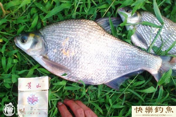 夏天水库钓鳊鱼的四个实用技巧(图1)
