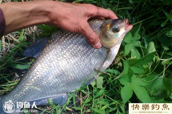 夏天钓鳊鱼的选位选饵技巧及钓法要点(图1) 夏天钓鳊鱼的选位选饵技巧及钓法要点(图1)