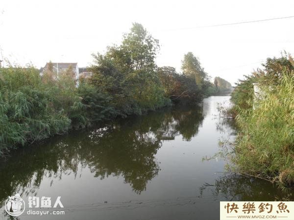 四季钓鳊鱼技巧，掌握鱼性是关键(图1)