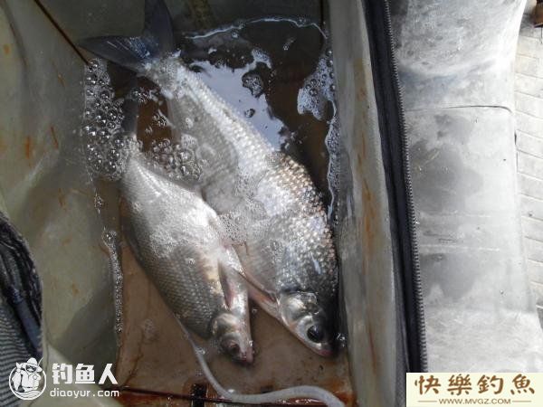 四季钓鳊鱼技巧，掌握鱼性是关键(图3)