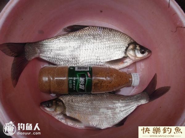 四季钓鳊鱼技巧，掌握鱼性是关键(图4)