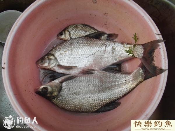 四季钓鳊鱼技巧，掌握鱼性是关键(图5)