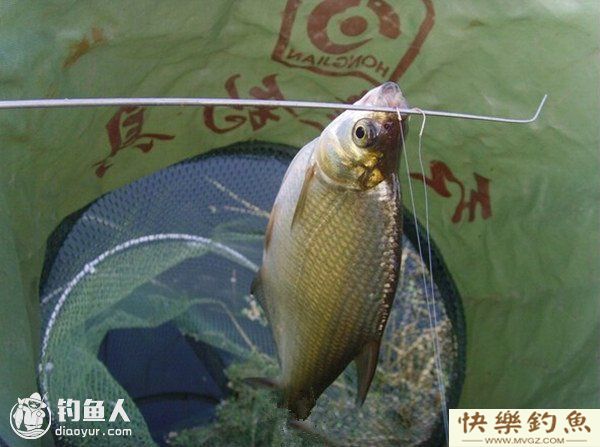 春季鳊鱼的钓点、钓具选择与施钓技巧(图2)