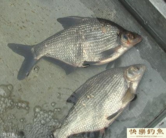 在水库钓鳊鱼的4个技巧(图2)