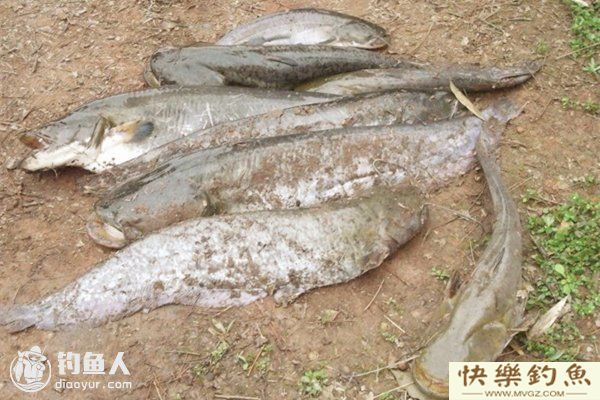钓友分享鲶鱼的打窝技巧汇总(图1) 钓友分享鲶鱼的打窝技巧汇总(图1)
