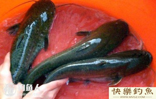 鲶鱼的特征及夜钓的钓法技巧(图1)