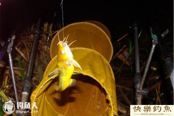 夏钓黄颡、鲶鱼的选时选点及用饵技巧(图1)