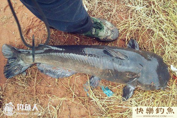 垂钓鲶鱼的选时、钓具、择饵技巧(图1)