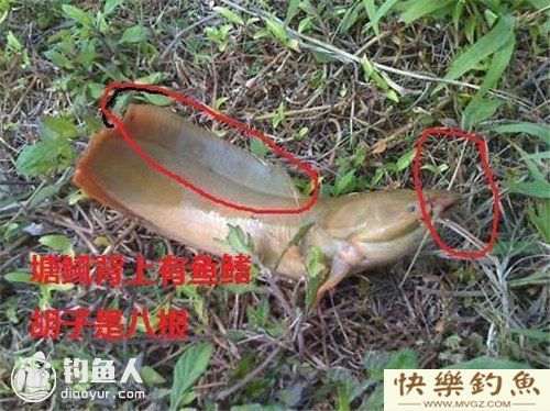 图文详解塘鲺、鲶鱼的区别介绍(图2) 图文详解塘鲺、鲶鱼的区别介绍(图2)