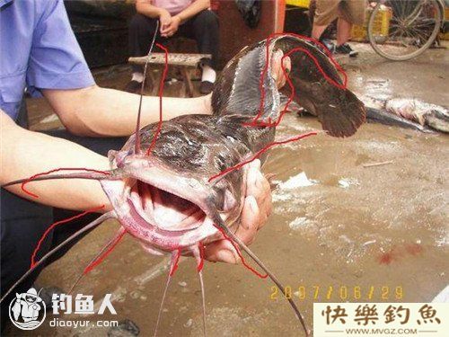 图文详解塘鲺、鲶鱼的区别介绍(图1) 图文详解塘鲺、鲶鱼的区别介绍(图1)