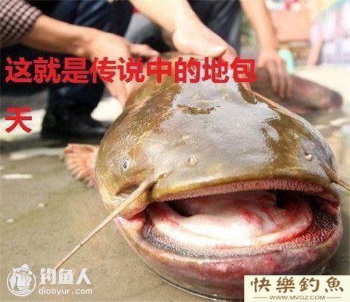 图文详解塘鲺、鲶鱼的区别介绍(图7) 图文详解塘鲺、鲶鱼的区别介绍(图7)