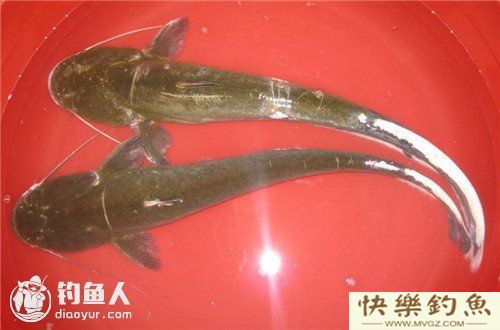 图文详解塘鲺、鲶鱼的区别介绍(图4) 图文详解塘鲺、鲶鱼的区别介绍(图4)