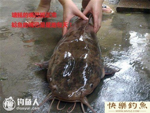 图文详解塘鲺、鲶鱼的区别介绍(图3) 图文详解塘鲺、鲶鱼的区别介绍(图3)