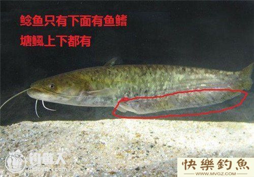 图文详解塘鲺、鲶鱼的区别介绍(图5) 图文详解塘鲺、鲶鱼的区别介绍(图5)
