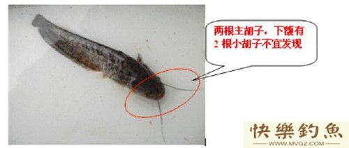 图文详解塘鲺、鲶鱼的区别介绍(图6) 图文详解塘鲺、鲶鱼的区别介绍(图6)