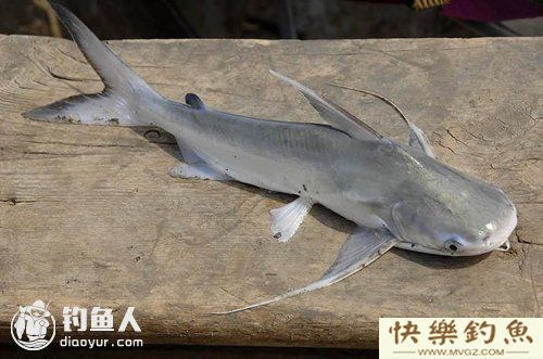图文详解塘鲺、鲶鱼的区别介绍(图9) 图文详解塘鲺、鲶鱼的区别介绍(图9)