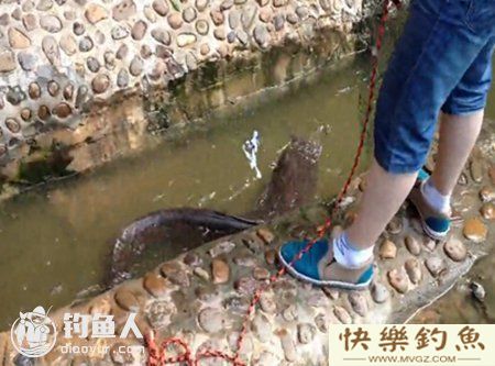 野钓鲶鱼的六个技巧钓法详解(图2)