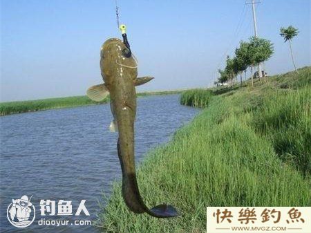 野钓鲶鱼的六个技巧钓法详解(图1)
