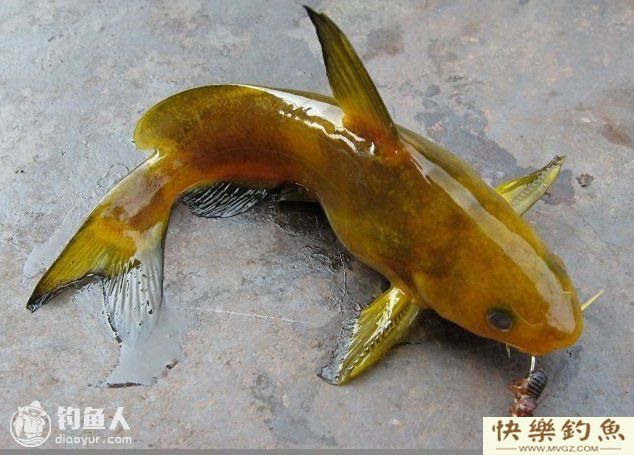 野钓嘎鱼和鲶鱼必杀计,高手分享(图1) 野钓嘎鱼和鲶鱼必杀计,高手分享(图1)