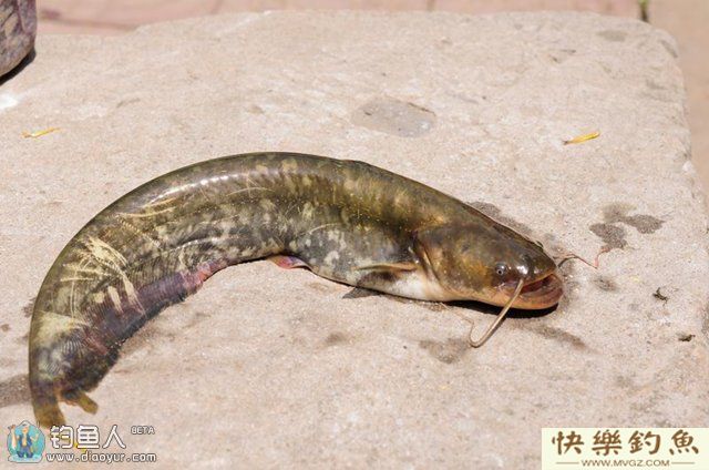 钓鲶鱼用什么饵料以及钓鲶鱼的技巧(图1) 钓鲶鱼用什么饵料以及钓鲶鱼的技巧(图1)