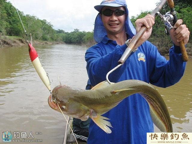 野钓鲶鱼常用的五种好的垂钓方法(图1)