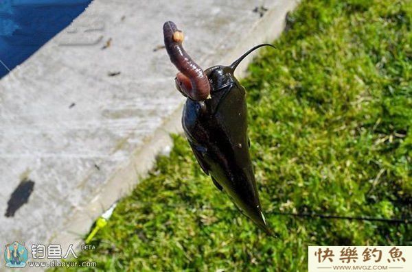 南方冬季垂钓鲶鱼的六个要领(图2) 南方冬季垂钓鲶鱼的六个要领(图2)